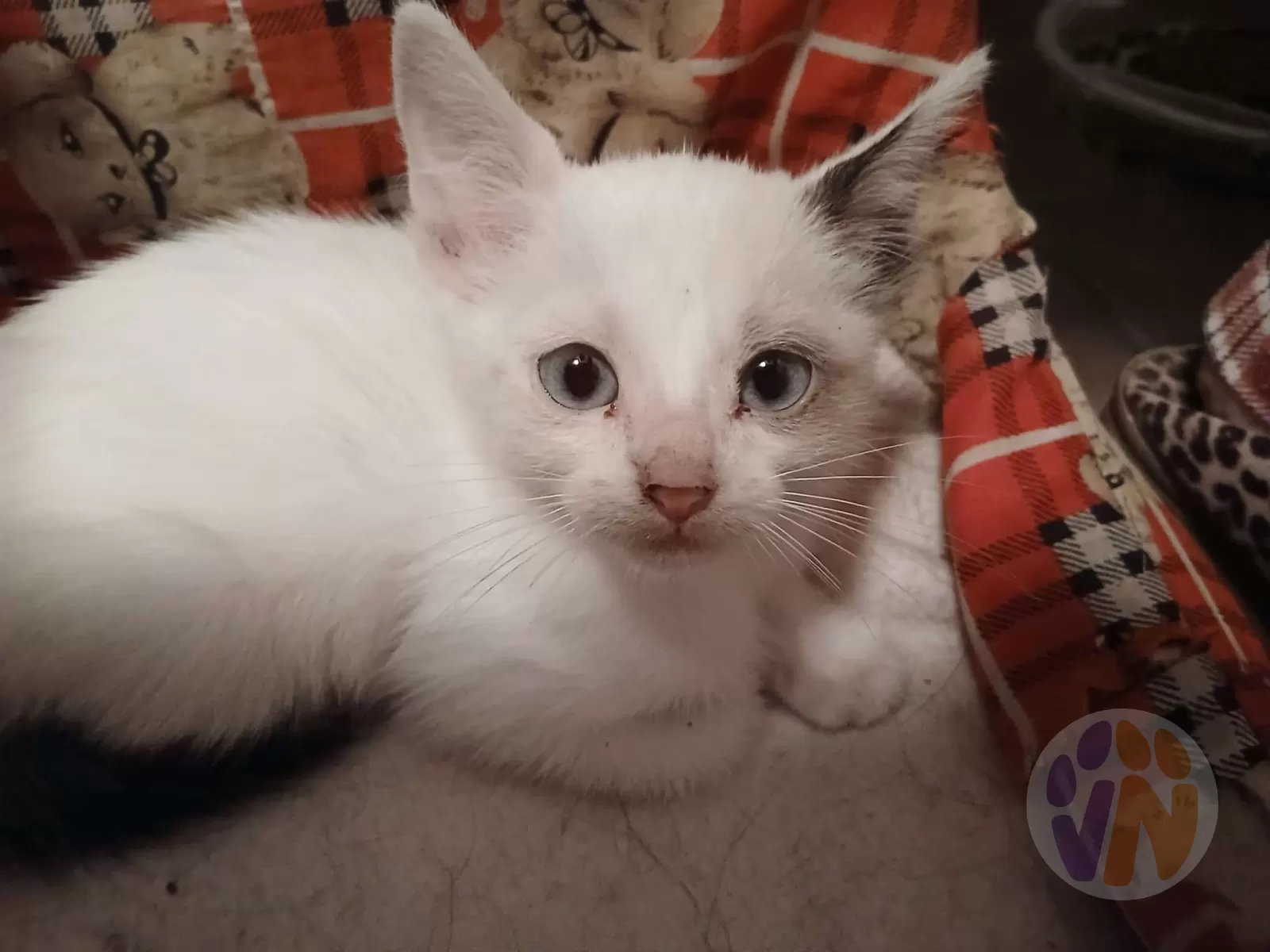 Jengibre en adopción, Voluntarios Nómadas