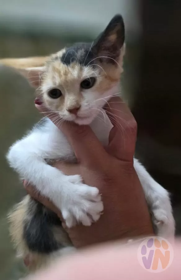 Niza en adopción, Voluntarios Nómadas
