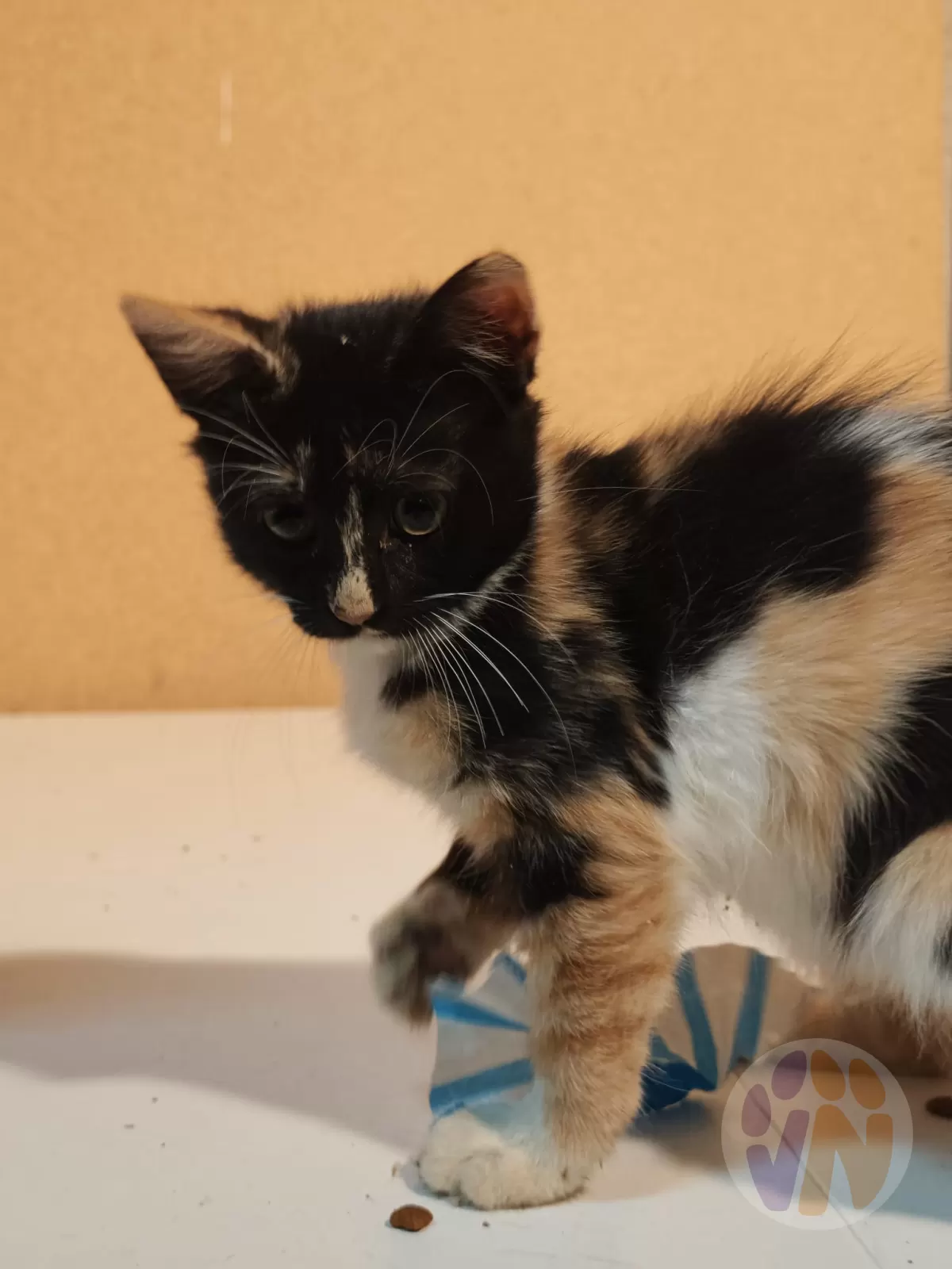 Provenza en adopción, Voluntarios Nómadas