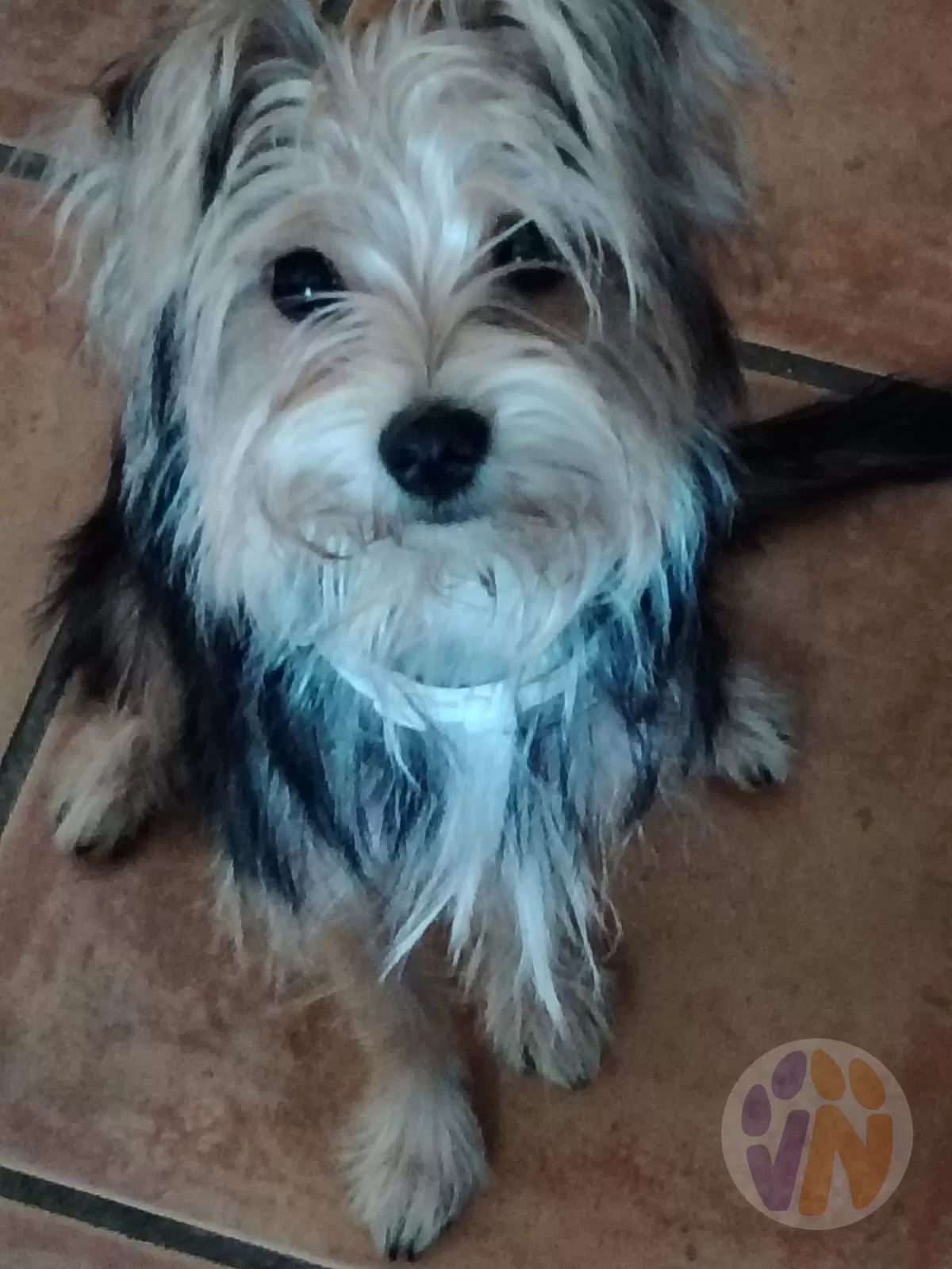 Baby en adopción, Voluntarios Nómadas