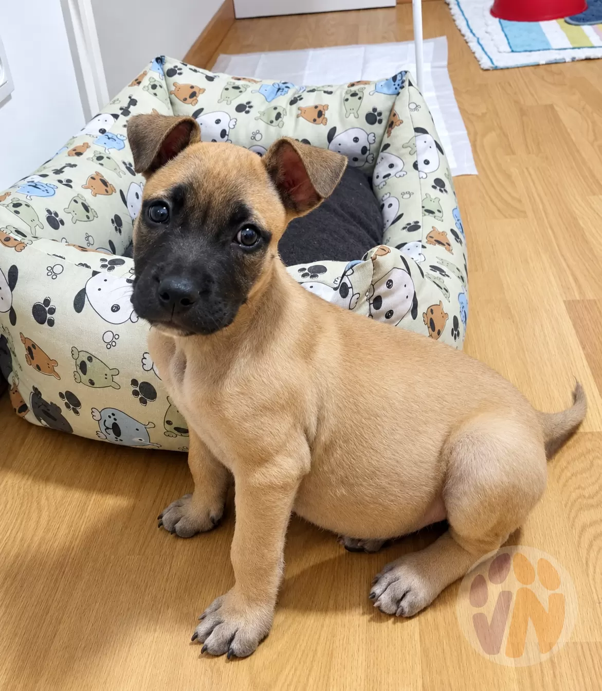 Alma en adopción, Voluntarios Nómadas