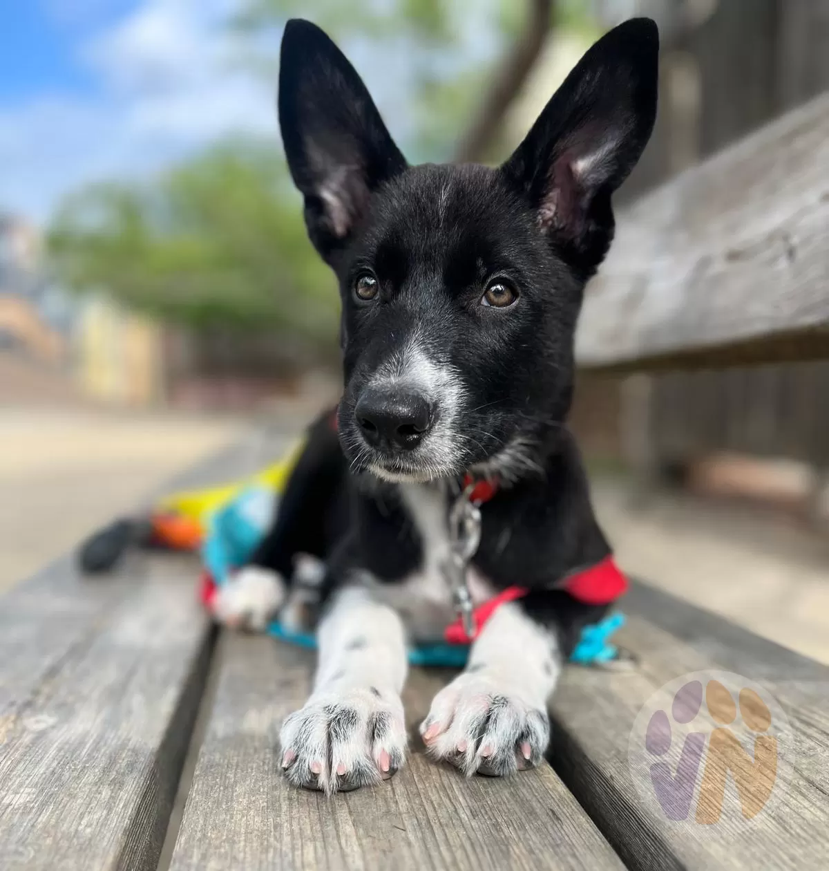 Mezcal en adopción, Voluntarios Nómadas