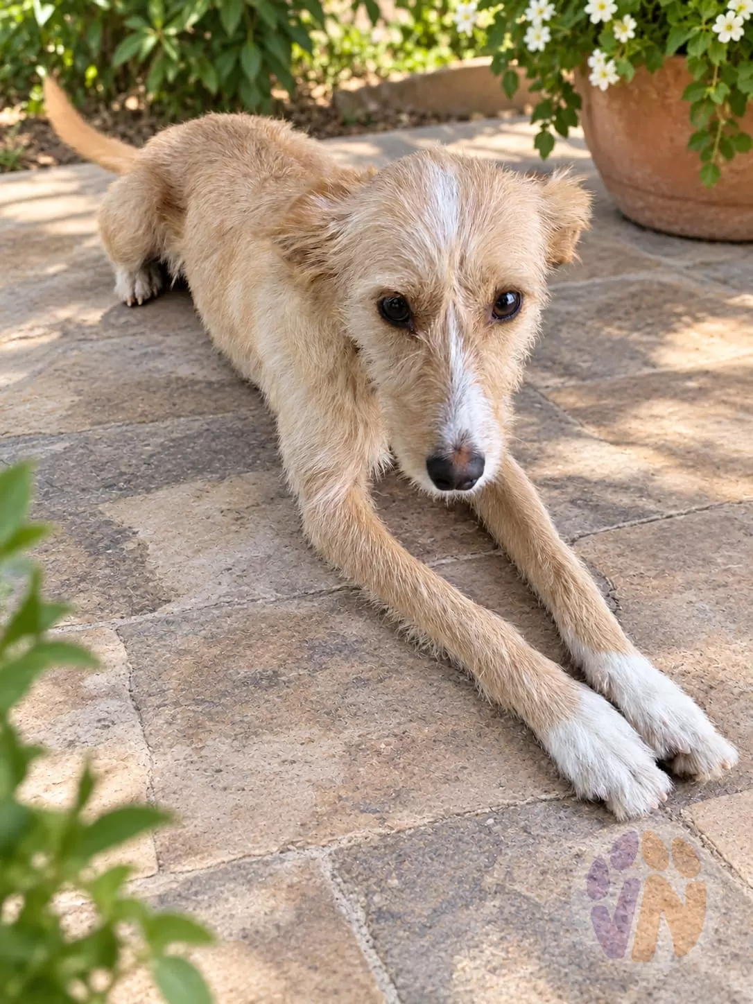 Nana en adopción, Voluntarios Nómadas