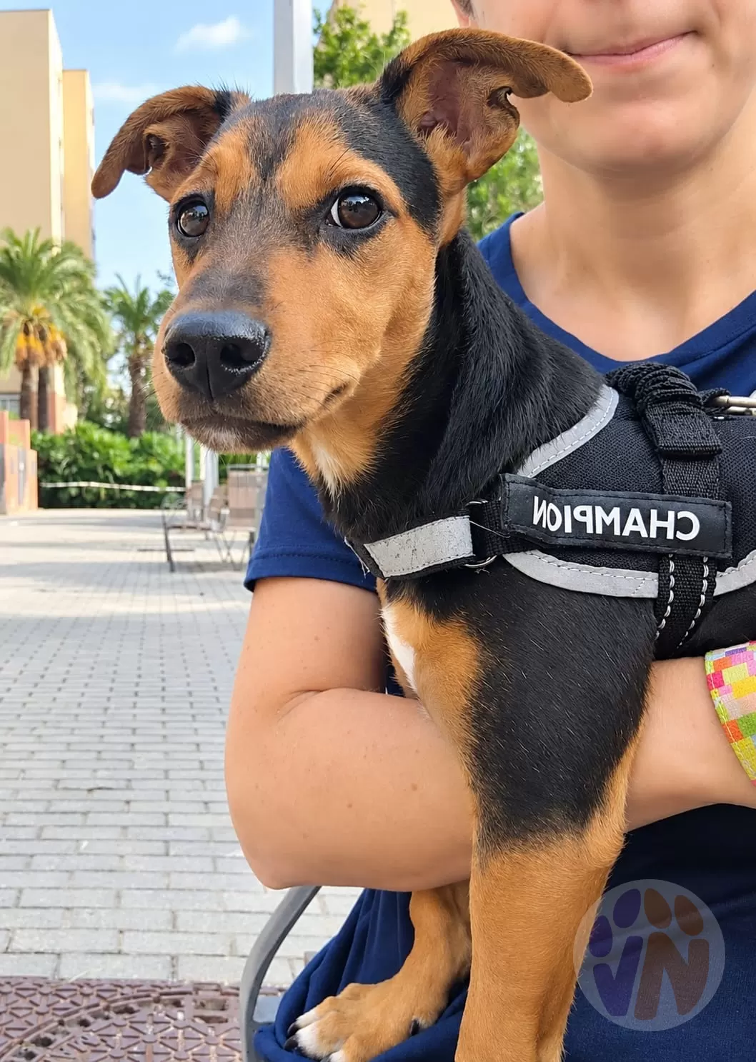 Lam en adopción, Voluntarios Nómadas