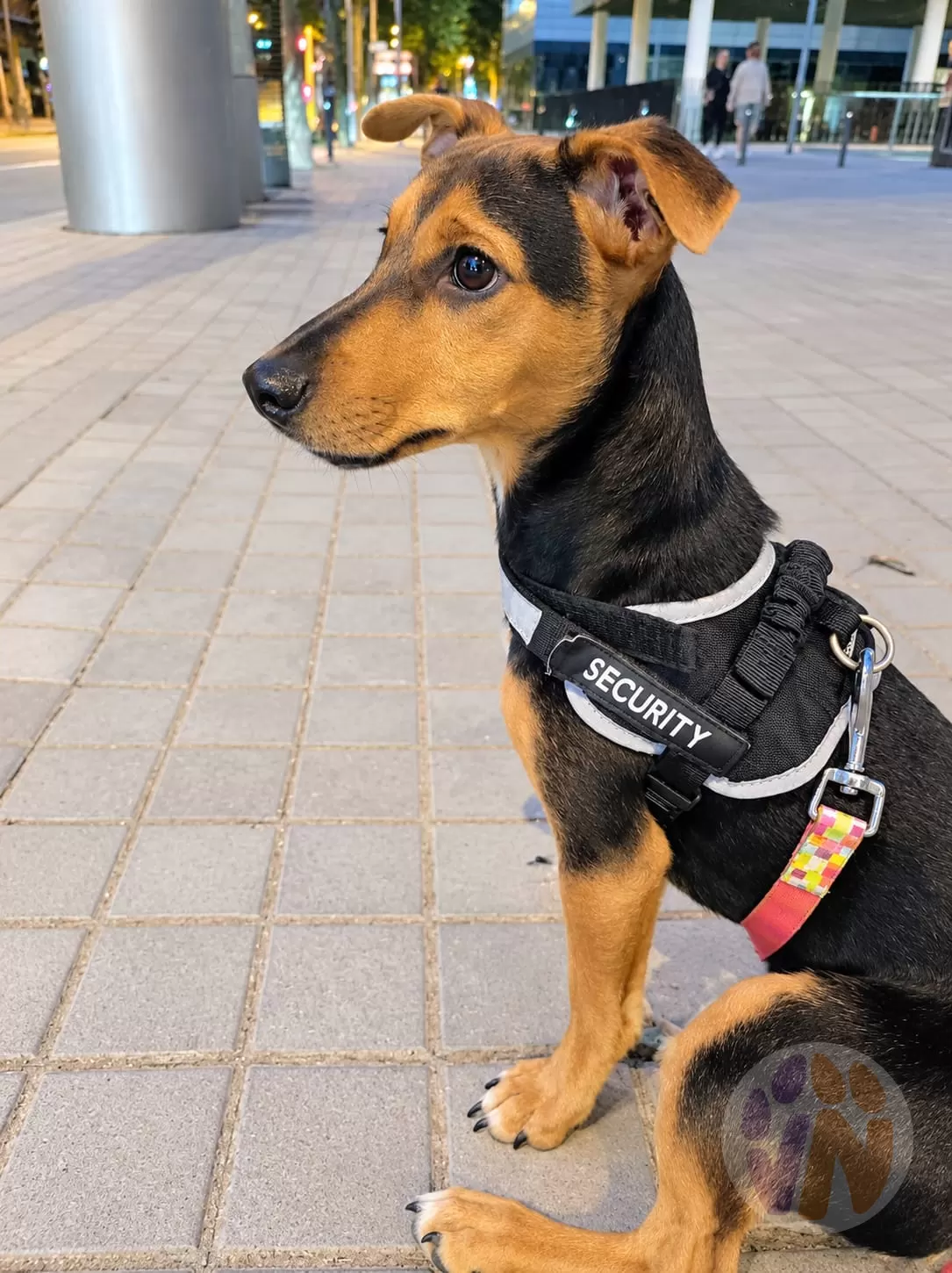 Lam en adopción, Voluntarios Nómadas