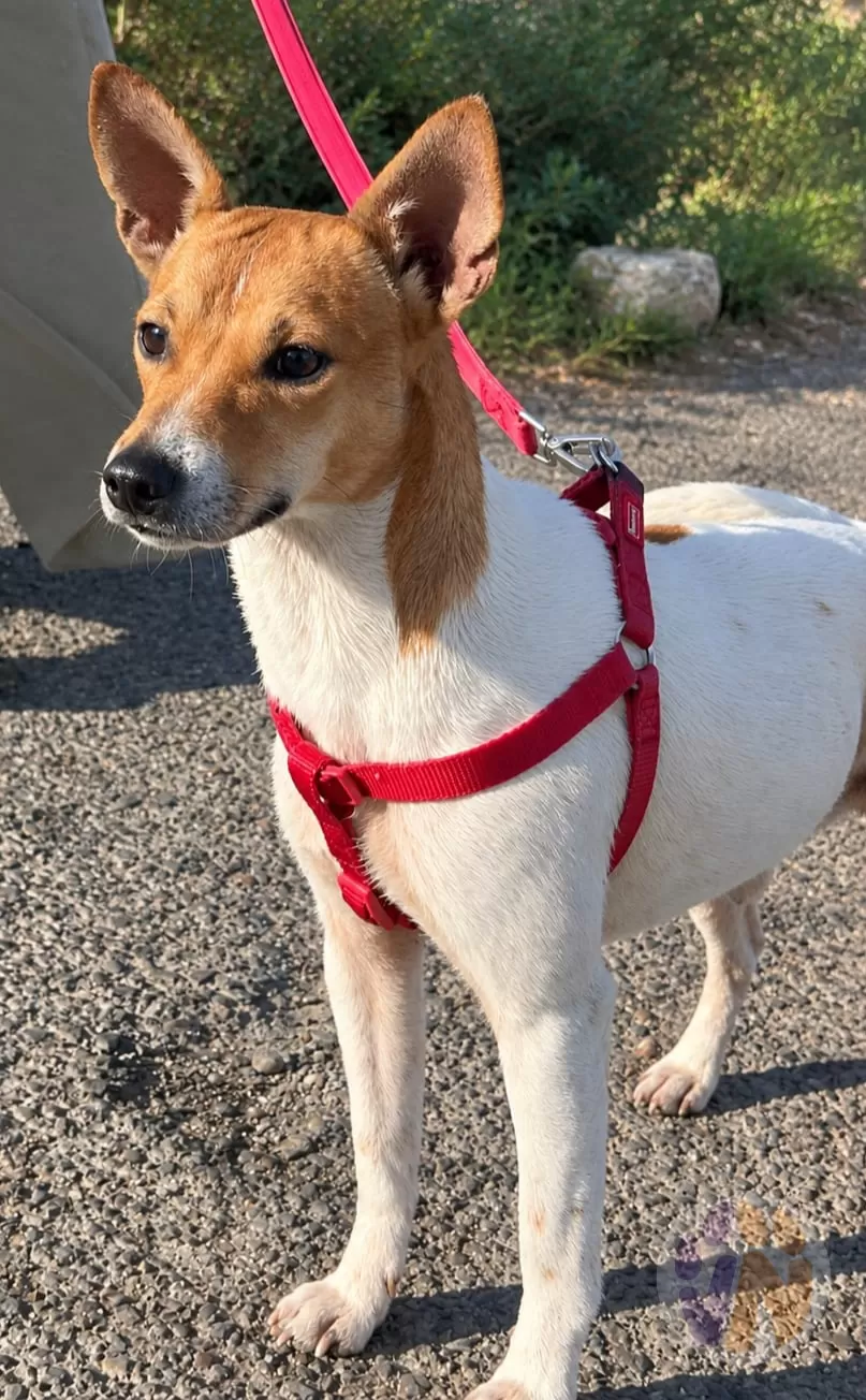 Pipo en adopción, Voluntarios Nómadas