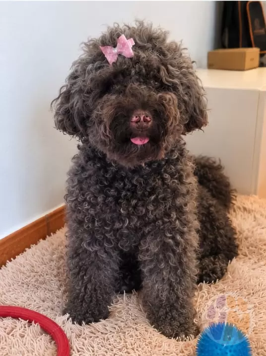 Princesa en adopción, Voluntarios Nómadas